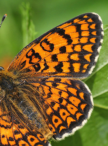 stlig Pletvinge, Melitaea arduinna. Stara Planina, Serbien d. 24 juni 2014. Fotograf; Tom Nygard Kristensen