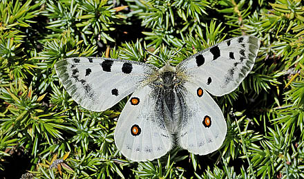 Apollo, Parnassius apollo nevadensis male. Observatorio, Sierra Nevada, elevation: 2750 m. Andalusia, Spain d. 11  juli 2014. Photographer; Tom N. Kristensen