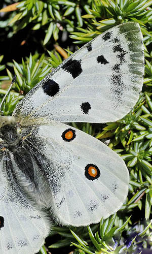 Apollo, Parnassius apollo nevadensis male. Observatorio, Sierra Nevada, elevation: 2750 m. Andalusia, Spain d. 11  juli 2014. Photographer; Tom N. Kristensen