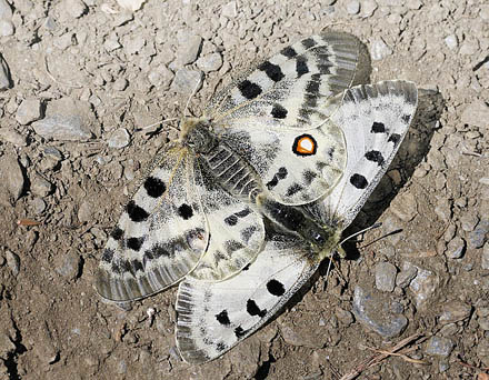 Apollo, Parnassius apollo nevadensis. Observatorio, Sierra Nevada, elevation: 2750 m. Andalusia, Spain d. 11  juli 2014. Photographer; Tom N. Kristensen