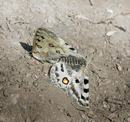 Apollo, Parnassius apollo nevadensis. Observatorio, Sierra Nevada, elevation: 2750 m. Andalusia, Spain d. 11  juli 2014. Photographer; Tom N. Kristensen