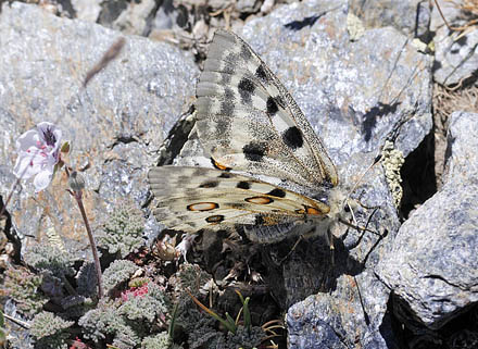 Apollo, Parnassius apollo nevadensis female. Observatorio, Sierra Nevada, elevation: 2750 m. Andalusia, Spain d. 11  juli 2014. Photographer; Tom N. Kristensen