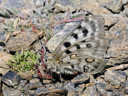 Apollo, Parnassius apollo nevadensis female. Observatorio, Sierra Nevada, elevation: 2750 m. Andalusia, Spain d. 11  juli 2014. Photographer; Tom N. Kristensen