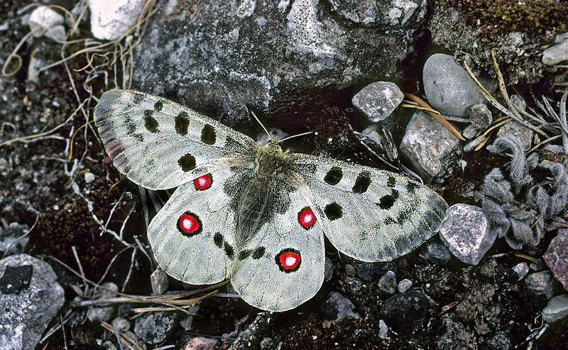 Det nordlige Gotland, Sverige juli 1997. Fotograf; Tom Nygaard Kristensen