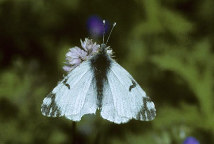 Plettet Bjerghvidvinge, Euchloe simplonia. Sct. Bernhard Passet , Italien d. 27 juni 1996. Fotograf; Tom Nygard Kristensen