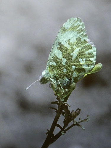 Plettet Bjerghvidvinge, Euchloe simplonia. Val d'Aosta , Italien d. 27 juni 1996. Fotograf; Tom Nygard Kristensen