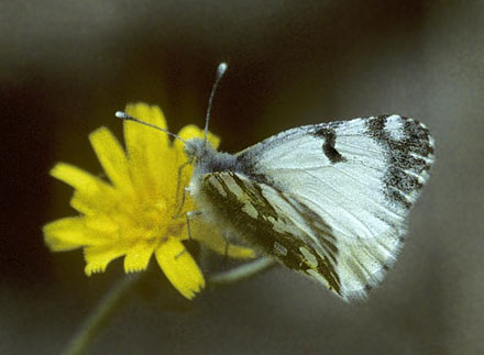 Plettet Bjerghvidvinge, Euchloe simplonia. Val d'Aosta , Italien d. 27 juni 1996. Fotograf; Tom Nygard Kristensen