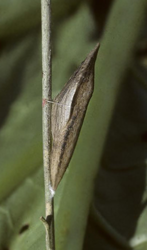 Plettet Bjerghvidvinge, Euchloe simplonia puppe. Sct. Bernhard Passet , Italien d. 27 juni 1996. Fotograf; Tom Nygard Kristensen