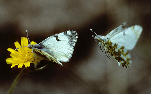 Plettet Bjerghvidvinge, Euchloe simplonia. Val d'Aosta , Italien d. 27 juni 1996. Fotograf; Tom Nygard Kristensen