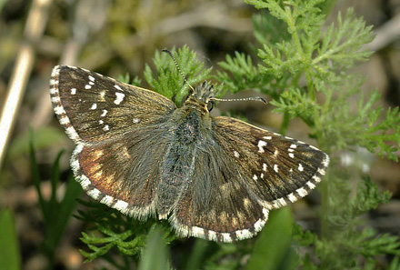 Fransk Bredpande, Pyrgus armoricanus. Kaya, Krim Halven, Ukraine d 23 maj 2008. Fotograf; Tom Nygaard Kristensen