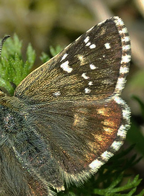 Fransk Bredpande, Pyrgus armoricanus. Kaya, Krim Halven, Ukraine d 23 maj 2008. Fotograf; Tom Nygaard Kristensen