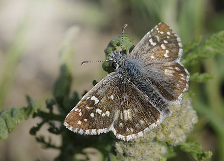 Fransk Bredpande, Pyrgus armoricanus. Kaya, Krim Halven, Ukraine d 23 maj 2008. Fotograf; Tom Nygaard Kristensen