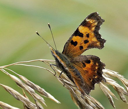 Green Anglewing, Polygonia faunus (W. H. Edwards, 1862). ca. 100km syd for Fairbanks, Alaska, USA d. 13  september 2014. Photographer;  Carsten Siems