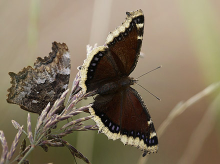 Compton Tortoiseshell, Nymphalis vaualbum (Denis & Schiffermller, 1775) left & right: Mourning Cloak, Nymphalis antiopa (Linnaeus, 1758. About 100km south on Fairbanks, Alaska, USA d. 13  september 2014. Photographer;  Carsten Siems