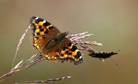 Compton Tortoiseshell, Nymphalis vaualbum (Denis & Schiffermller, 1775).. ca. 100km syd for Fairbanks, Alaska, USA d. 13  september 2014. Photographer;  Carsten Siems