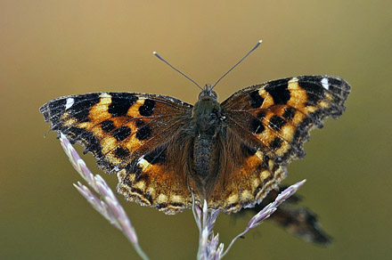Compton Tortoiseshell, Nymphalis vaualbum (Denis & Schiffermller, 1775).. ca. 100km syd for Fairbanks, Alaska, USA d. 13  september 2014. Photographer;  Carsten Siems