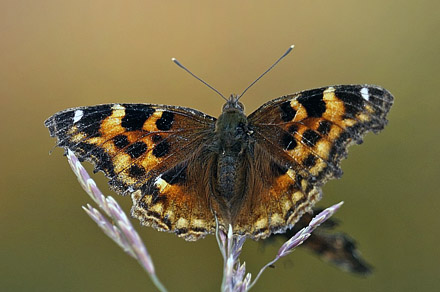 Compton Tortoiseshell, Nymphalis vaualbum (Denis & Schiffermller, 1775).. ca. 100km syd for Fairbanks, Alaska, USA d. 13  september 2014. Photographer;  Carsten Siems