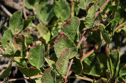 Kapers, Capparis spinosa. La Rbita, prov. Almeria July 14, 2014. Photographer; Tom Nygaard Kristensen