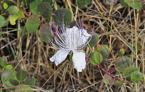 Kapers, Capparis spinosa. La Rbita, prov. Almeria July 14, 2014. Photographer; Tom Nygaard Kristensen