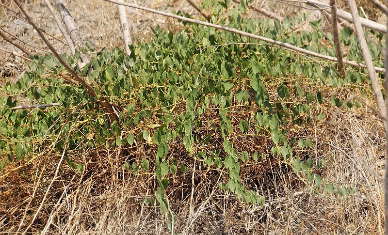 Kapers, Capparis spinosa. La Rbita, prov. Almeria July 14, 2014. Photographer; Tom Nygaard Kristensen