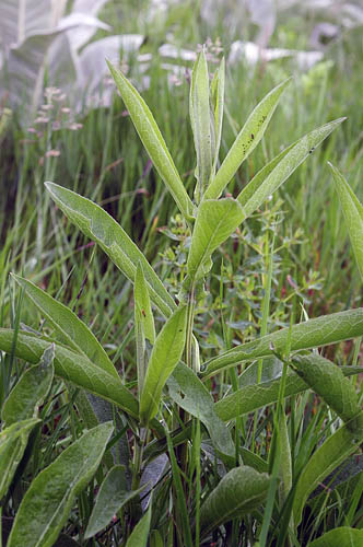 Grsk Knopurt, Centaurea graeca. Stara Planina, Serbien d. 24 juni 2014. Fotograf; Tom Nygard Kristensen