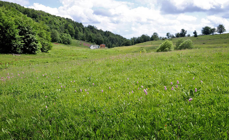 Lokalitet for stlig Pletvinge, Melitaea arduinna. Stara Planina, Serbien d. 24 juni 2014. Fotograf; Tom Nygard Kristensen