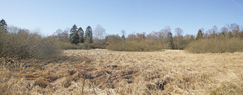 Stenholt Indelukket, Gribskov, Nordsjælland d. 16 marts 2016. Fotograf; Lars Andersen