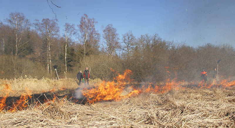 Stenholt Indelukket, Gribskov, Nordsjælland d. 16 marts 2016. Fotograf; Lars Andersen