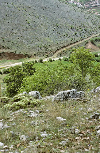 stlig Gul Sorttip, Euchloe (Elphinstonia) penia. ros rvilos, 2000 m, Drma, Grkenland d. 29 juni 1998. Fotograf; Tom N. Kristensen