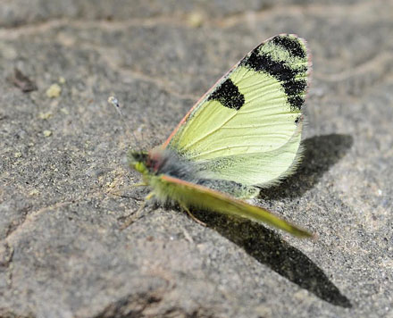 stlig Gul Sorttip, Euchloe (Elphinstonia) penia. Mt. Skifti, Kozani, Grkenland d 12 maj 2015. Fotograf; Tom Nygaard Kristensen