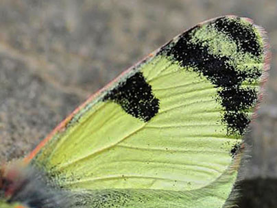 Østlig Gul Sorttip, Euchloe (Elphinstonia) penia. Mt. Skifti, Kozani, Grækenland d 12 maj 2015. Fotograf; Tom Nygaard Kristensen