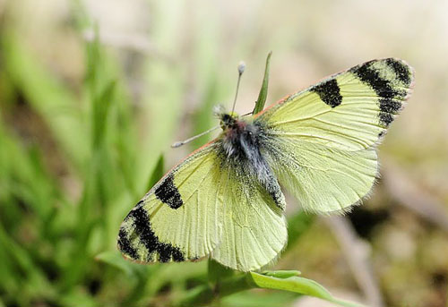 stlig Gul Sorttip, Euchloe (Elphinstonia) penia. Mt. Skifti, Kozani, Grkenland d 12 maj 2015. Fotograf; Tom Nygaard Kristensen