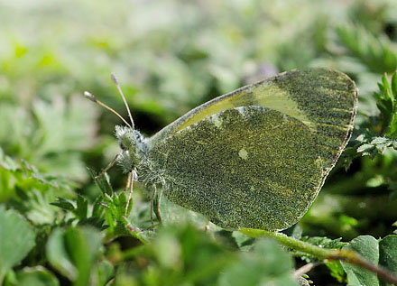 stlig Gul Sorttip, Euchloe (Elphinstonia) penia. Mt. Skifti, Kozani, Grkenland d 12 maj 2015. Fotograf; Tom Nygaard Kristensen