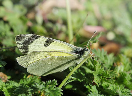 stlig Gul Sorttip, Euchloe (Elphinstonia) penia. Mt. Skifti, Kozani, Grkenland d 12 maj 2015. Fotograf; Tom Nygaard Kristensen