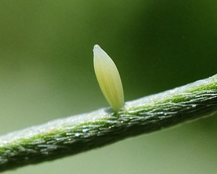 stlig Gul Sorttip, Euchloe (Elphinstonia) penia. Mt. Skifti, Kozani, Grkenland d 12 maj 2015. Fotograf; Tom Nygaard Kristensen