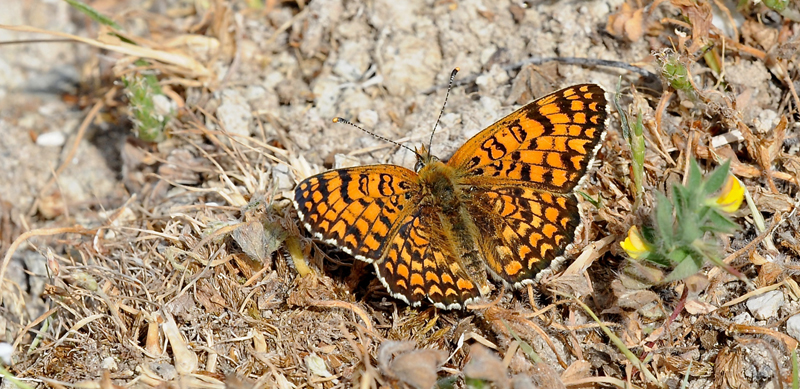 Ungarsk Pletvinge, Melitaea ornata. Petri Lesbos, Grækenland d. 16 maj 2015. Fotograf; John Vergo