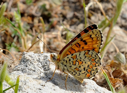 Ungarsk Pletvinge, Melitaea ornata. Petri Lesbos, Grækenland d. 16 maj 2015. Fotograf; John Vergo
