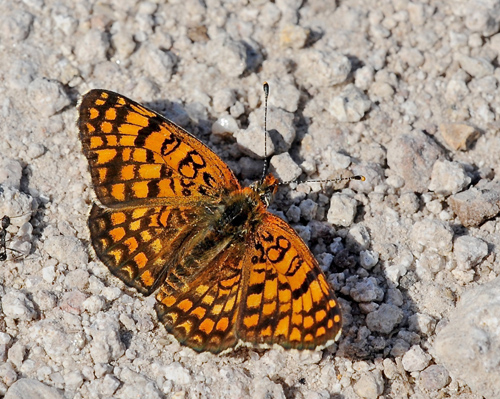 Ungarsk Pletvinge, Melitaea ornata. Petri Lesbos, Grækenland d. 16 maj 2015. Fotograf; John Vergo