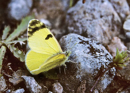 stlig Gul Sorttip, Euchloe (Elphinstonia) penia. ros rvilos, 2000 m, Drma, Grkenland d. 29 juni 1998. Fotograf; Tom N. Kristensen