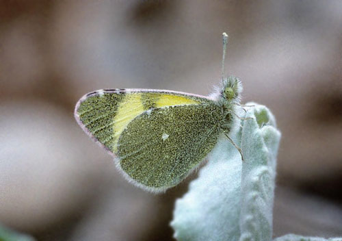 Østlig Gul Sorttip, Euchloe (Elphinstonia) penia. Óros Órvilos, 2000 m, Dráma, Grækenland d. 29 juni 1998. Fotograf; Tom N. Kristensen