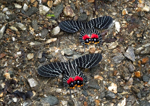 Bhutan's Glorie, Bhutanitis lidderdalii. Eagles Nest 2000m., Arunachal Pradesh, Indien d. 27 - 30 august 2017. Fotograf; Pamela Donaldson