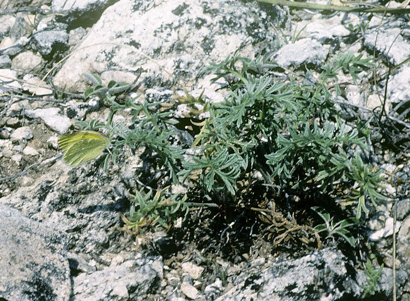 Østlig Gul Sorttip, Euchloe (Elphinstonia) penia. Pletvar-passet (Prilep), Republikken Makedonien juli 2001. Fotograf; Tom N. Kristensen