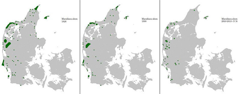 Ensianblåfugl udbredelse i Nordeuropa 2010-21. Kort lavet i juli 2021 af Lars Andersen