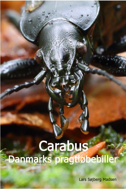 Carabus - Danmarks Pragtløbebiller af Lars Søjbjerg Madsen