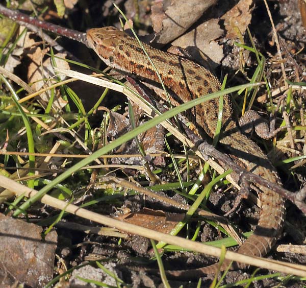 Skovfirben, Lacerta vivipara.  Pinseskoven d. 11 marts 2014. Fotograf; Lars Andersen