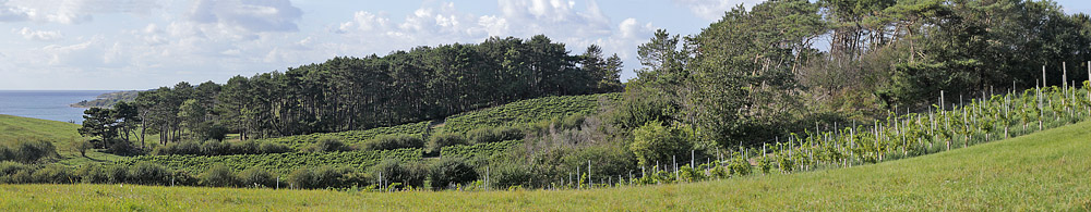 Danmarks bedst beliggende vinmark, Dyregaard Vin. Rsns, Vestsjlland. d. 21 september 2014. Fotograf: Lars Andersen