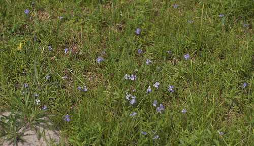 Lokalitet med masser af Hundeviol, hvor der lever Brunlig Perlemorsommerfugl. Bt Strand/Dige, Falster. 21 maj 2014. Fotograf: Lars Andersen