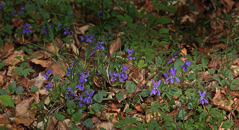 Skovviol, Viola reichenbachiana i Store Bgeskov ved Gyrstinge S, Midtsjlland. d. 30 april 2014. Fotograf: Lars Andersen