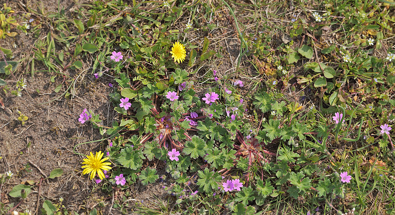 Bld Storkenb, Geranium molle. Rsns, Vestsjlland. d. 30 april 2014. Fotograf: Lars Andersen