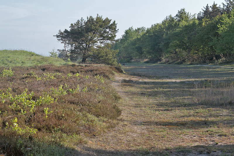 Her er lokaliteten for Grbndet Bredpande, , Argusblfugl, Okkergul Pletvinge, Storplettet Perlemorsommerfugl og mange andre arter! Melby Overdrev d. 17 maj 2014. Fotograf: Lars Andersen